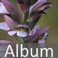Album Akanthusgewächse <!--hidden-->